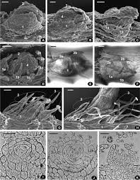 Attēlu rezultāti vaicājumam “Homomallium incurvatum sporophyte”