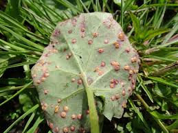 Attēlu rezultāti vaicājumam “Puccinia poarum”