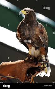 Image result for Wimbledon Hawks