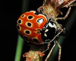 Attēlu rezultāti vaicājumam “Anatis ocellata”