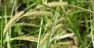 Attēlu rezultāti vaicājumam “Carex dioica fruit”