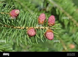 Attēlu rezultāti vaicājumam “Picea abies male flower”