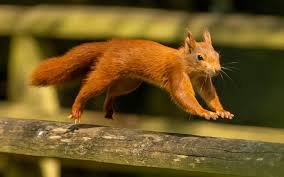 Attēlu rezultāti vaicājumam “Sciurus vulgaris”