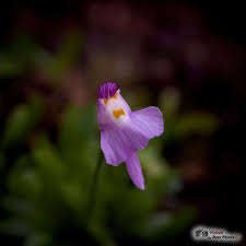 Attēlu rezultāti vaicājumam “Utricularia minor flower”