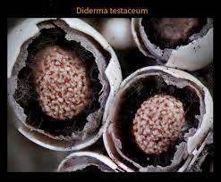 Attēlu rezultāti vaicājumam “Diderma testaceum spores”