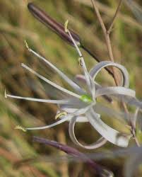 Attēlu rezultāti vaicājumam “Triglochin maritimum flower”