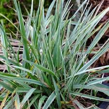 Attēlu rezultāti vaicājumam “Briza media”