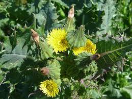 Attēlu rezultāti vaicājumam “Sonchus asper flower”