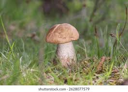 Attēlu rezultāti vaicājumam “Leccinum scabrum”