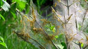 Attēlu rezultāti vaicājumam “Yponomeuta malinellus / cagnagella larva”