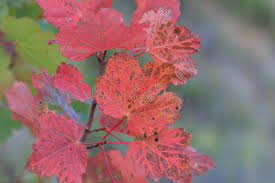 Attēlu rezultāti vaicājumam “Viburnum opulus leaf”