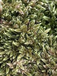 Attēlu rezultāti vaicājumam “Hypnum cupressiforme var. subjulacum”