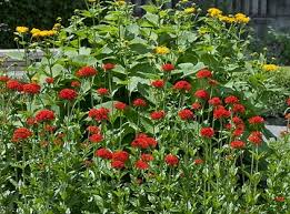 Image result for Lychnis chalcedonica `Dusky Salmon`