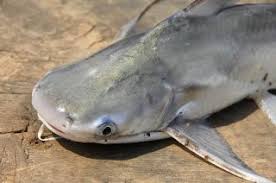 Image result for Bagre marinus