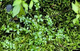 Attēlu rezultāti vaicājumam “Galium trifidum”