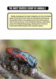 Attēlu rezultāti vaicājumam “Coleoptera”