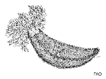 Image result for Cucumaria frondosa