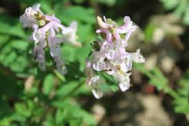Attēlu rezultāti vaicājumam “Corydalis solida”