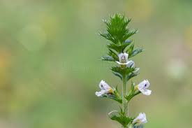 Attēlu rezultāti vaicājumam “Euphrasia”