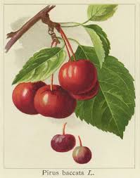 Attēlu rezultāti vaicājumam “Malus baccata”