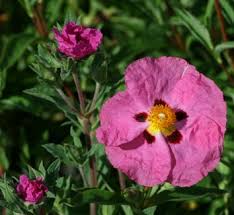 Attēlu rezultāti vaicājumam “Cistaceae”