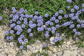 Attēlu rezultāti vaicājumam “Carex globularis flower”