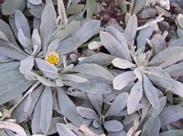 Attēlu rezultāti vaicājumam “Pilosella officinarum leaf”