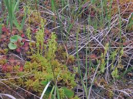 Attēlu rezultāti vaicājumam “Hammarbya paludosa fruit”