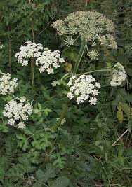 Image result for Heracleum sphondylium