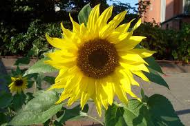 Image result for Sonnenblume