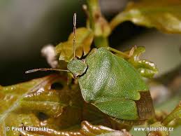 Attēlu rezultāti vaicājumam “Palomena prasina”
