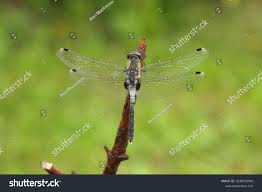 Attēlu rezultāti vaicājumam “Leucorrhinia albifrons female”