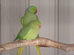 Image result for Psittacula krameri