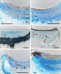 Attēlu rezultāti vaicājumam “Hypotrachyna sp.”