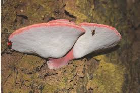 Attēlu rezultāti vaicājumam “Fistulina hepatica”