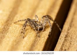 Attēlu rezultāti vaicājumam “Philodromus sp.”