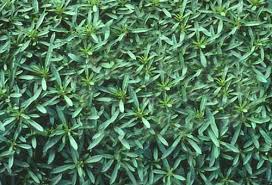 Image result for Satureja hortensis