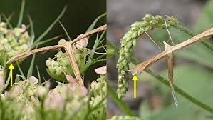 Attēlu rezultāti vaicājumam “Stenoptilia pterodactyla”