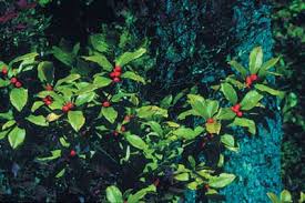 Attēlu rezultāti vaicājumam “Xylita laevigata”