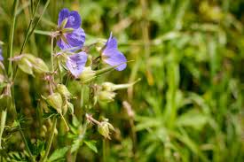 Image result for Storchschnäbel