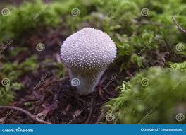 Attēlu rezultāti vaicājumam “Lycoperdon perlatum”