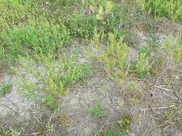 Attēlu rezultāti vaicājumam “Lepidium densiflorum bud”