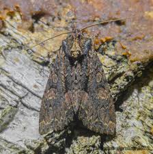 Attēlu rezultāti vaicājumam “Mniotype satura”