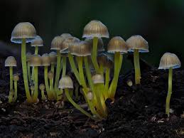 Attēlu rezultāti vaicājumam “Mycena viscosa”