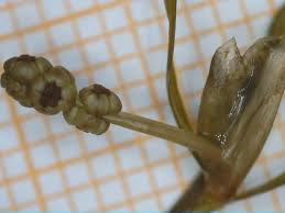 Attēlu rezultāti vaicājumam “Potamogeton trichoides”