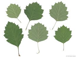 Attēlu rezultāti vaicājumam “Crataegus chrysocarpa”