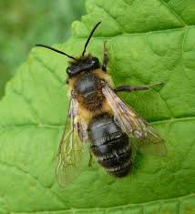 Attēlu rezultāti vaicājumam “Andrena”