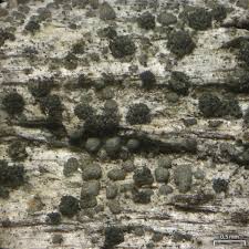 Attēlu rezultāti vaicājumam “Trapeliopsis flexuosa”