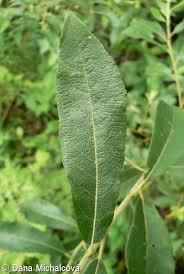 Attēlu rezultāti vaicājumam “Salix cinerea leaf”