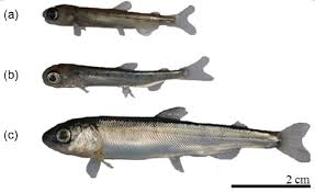 Image result for Oncorhynchus keta